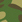 Green Camo